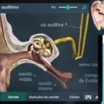 App para estudar o aparelho auditivo pelo celular fácil e grátis