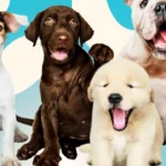 App sobre curiosidades sobre cachorros e dicas para cuidar do seu pet