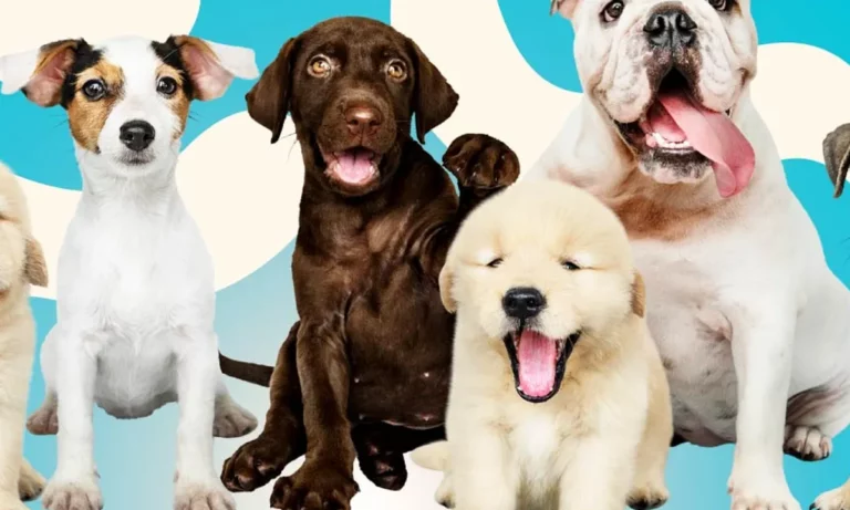 app sobre curiosidades sobre cachorros e dicas para cuidar do seu pet 8dad203d