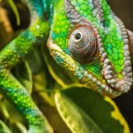 Afinal, a distro SUSE Linux é paga ou gratuita?