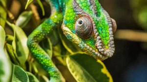 Afinal, a distro SUSE Linux é paga ou gratuita?