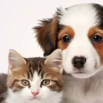 Aplicativo de carteira de vacinação pet para cachorros e gatos