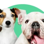 Aplicativo para descobrir a raça do seu cão pelo celular