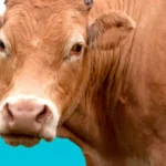 Aplicativo PesaBoi – A melhor opção para descobrir o peso líquido do animal