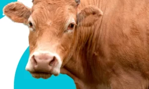 aplicativo pesaboi a melhor op o para descobrir o peso l quido do animal 50bb7446