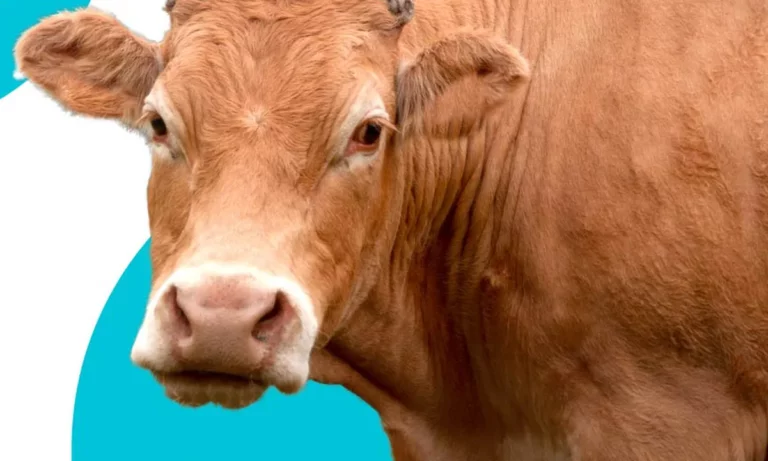 aplicativo pesaboi a melhor op o para descobrir o peso l quido do animal 50bb7446