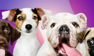 dog scanner aplicativo para descobrir a ra a de cachorro com foto 408e8361