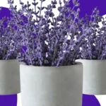 Lavanda planta: 4 benefícios para saúde e dicas de cuidados
