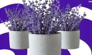 lavanda planta 4 benef cios para sa de e dicas de cuidados d2317b1b