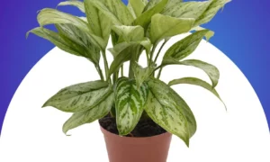 planta comigo ningu m pode significado 4 benef cios e cuidados 8554aca1