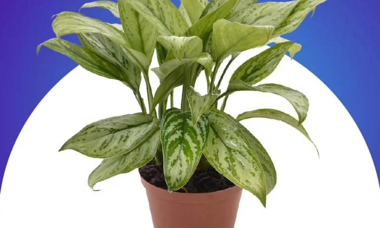 planta comigo ningu m pode significado 4 benef cios e cuidados 8554aca1