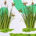 Plantas aquáticas: 5 opções para cultivar na água e benefícios
