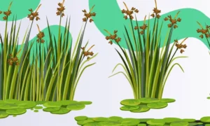 plantas aqu ticas 5 op es para cultivar na gua e benef cios f273c2ed