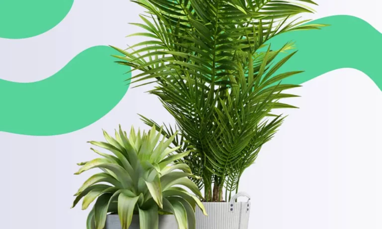 plantas ornamentais para jardim 5 op es que valem a pena 5fde54ca
