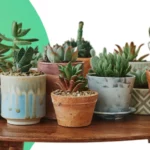 Suculentando: aplicativo acompanhar a evolução da sua suculenta