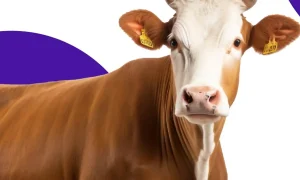 aplicativo para fazer c lculos de nutri o para gados 7cff8bc7