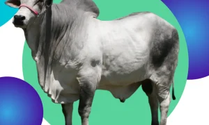 aplicativo para pesar gado sem levar no curral 15c4b0f1