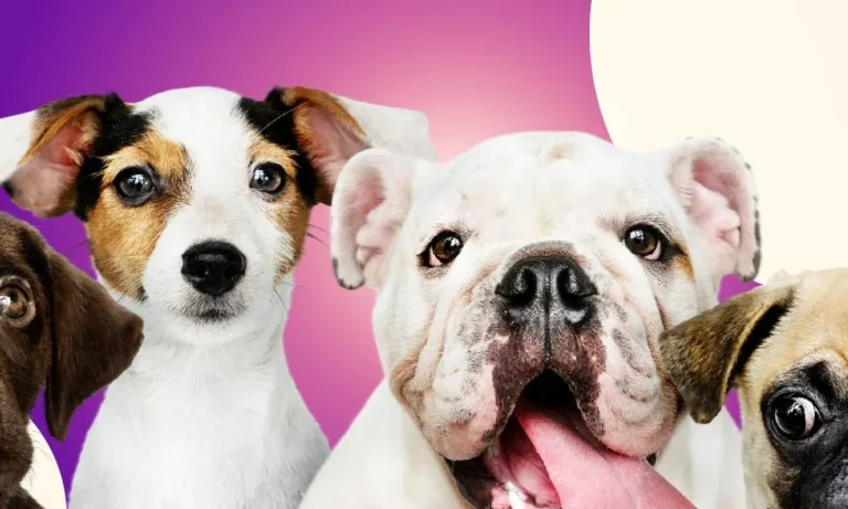 calculadora de idade animal aprenda a usar no celular 1a283392