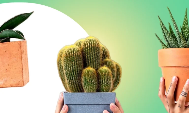 como cuidar de suculentas aplicativo para aprender a cuidar das suas plantas 02bc220e