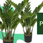Planta Zamioculca: benefícios, como cuidar e muito mais