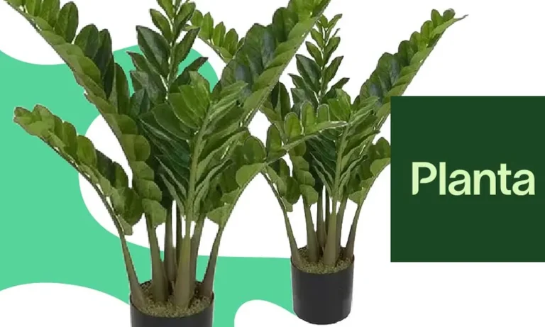 planta zamioculca benef cios como cuidar e muito mais 7839a308