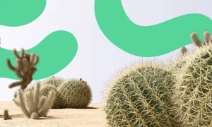 plantas de sol 5 op es que sobrevivem mesmo com 40 ef4c1a9c
