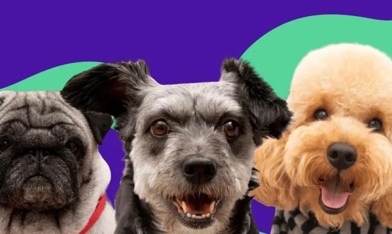 ra a de cachorro conhe a o app que ajuda a descobrir a ra a do seu pet 775793e0