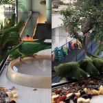 Woman Creates Bird Restaurant Now With Daily Fresh Food