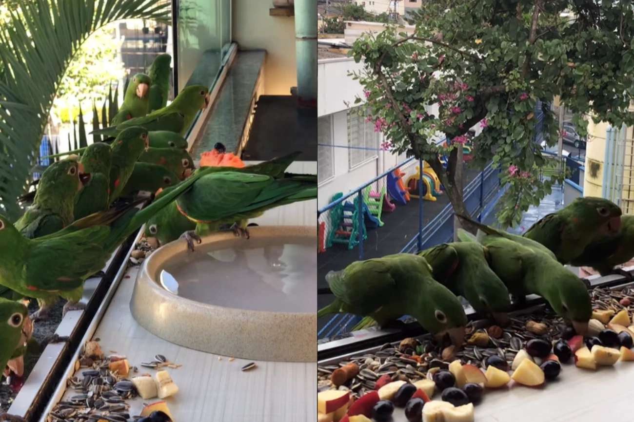 Woman Creates Bird Restaurant Now With Daily Fresh Food