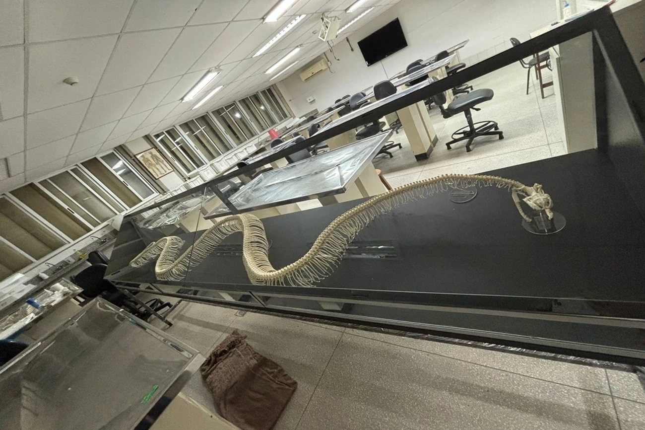 UnB Museum Now Showcases 20 Rare Snake Species Today