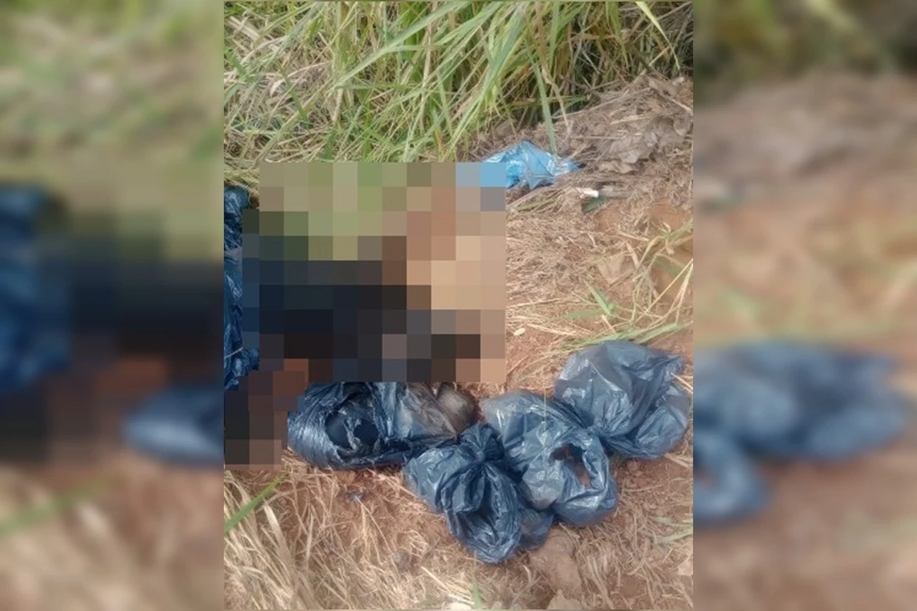 PCDF probes scam in dead dogs disposal today
