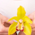 Unlocking Female Phimosis Signs Now, End Sex Pain Today