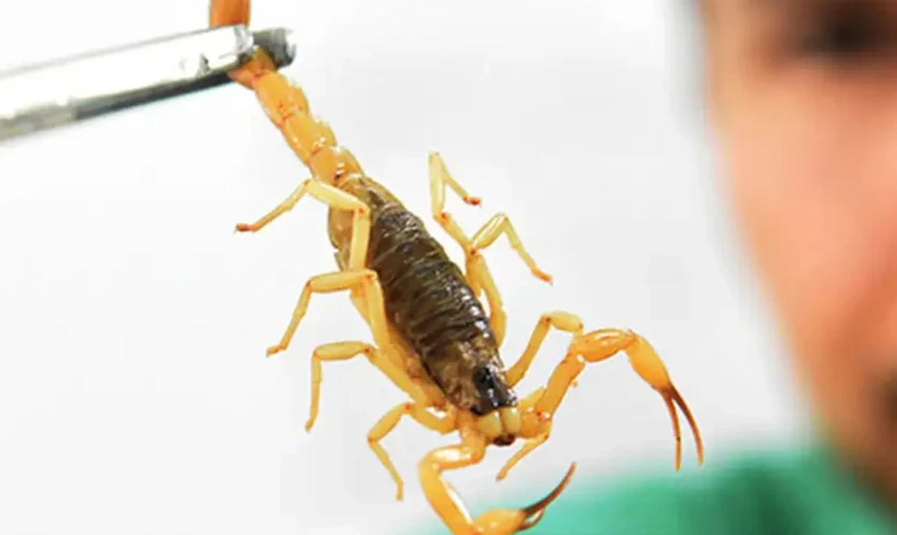 Find 11 DF Hospitals with Antiscorpion Serum Now Today